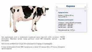 Как да разберем без тежест колко толкова крава трябва да се забърква